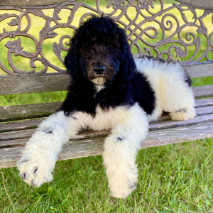 Poodle Puppy Rommy