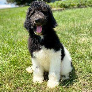 Poodle Puppy Rommy
