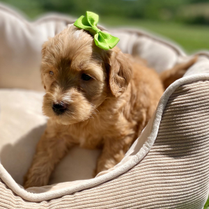 Goldendoodle Puppy Gada