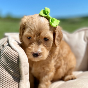 Goldendoodle Puppy Gada