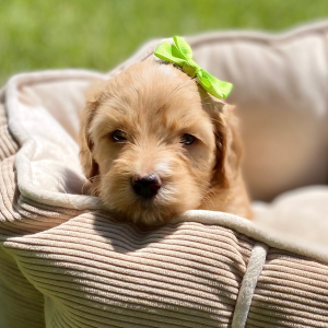 Goldendoodle Puppy Gada