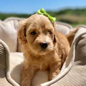 Goldendoodle Puppy Gada
