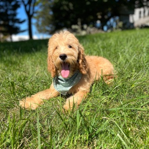 Goldendoodle Puppy Gada