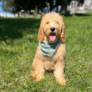 Goldendoodle Puppy Gada