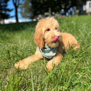 Goldendoodle Puppy Gada