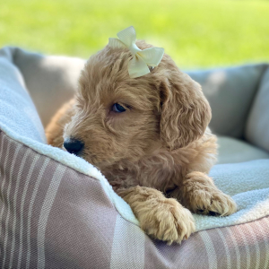 Labradoodle Puppy Brinley