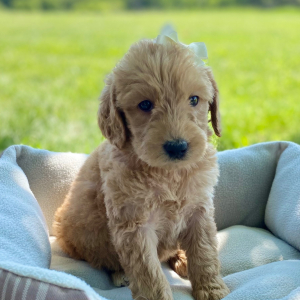 Labradoodle Puppy Brinley