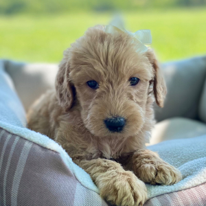 Labradoodle Puppy Brinley