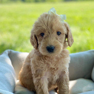 Labradoodle Puppy Brinley