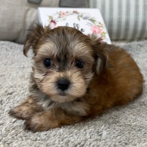 Yorkshire Terrier Puppy Paige