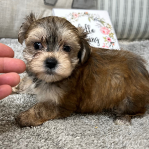 Yorkshire Terrier Puppy Paige