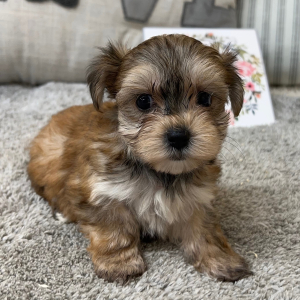 Yorkshire Terrier Puppy Paige