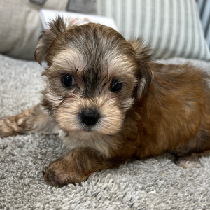 Yorkshire Terrier Puppy Paige