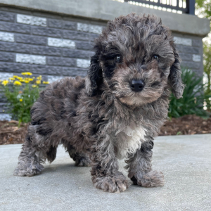 Bichonpoo Puppy Amber