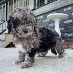 Bichonpoo Puppy Amber