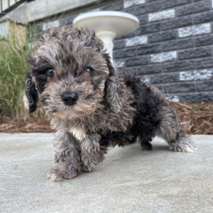Bichonpoo Puppy Amber