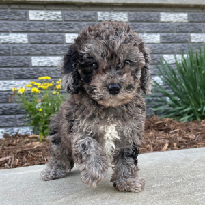 Bichonpoo Puppy Amber