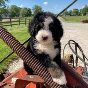 Bernedoodle Puppy Polly
