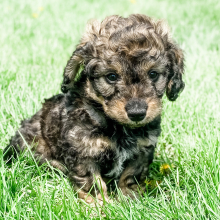 Bernedoodle Puppy Miss Skye