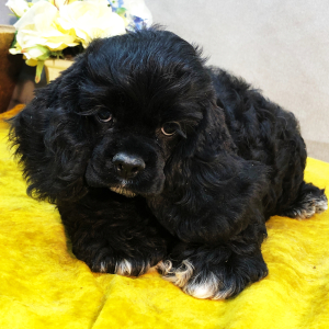 Cocker Spaniel Puppy Shelly