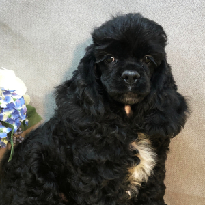 Cocker Spaniel Puppy Shelly