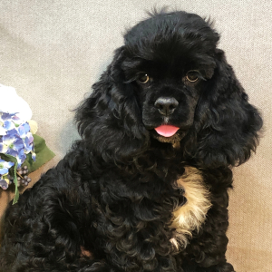 Cocker Spaniel Puppy Shelly