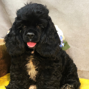 Cocker Spaniel Puppy Shelly