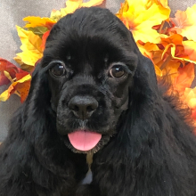 Cocker Spaniel Puppy Shelly