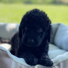 Labradoodle Puppy Bucky
