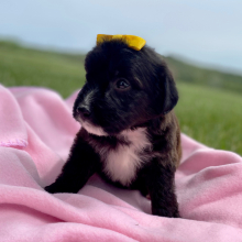 Aussiedoodle Puppy Cassie