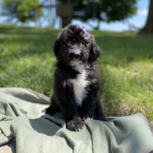 Aussiedoodle Puppy Cassie