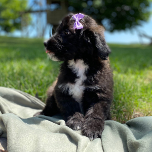 Aussiedoodle Puppy Cassie