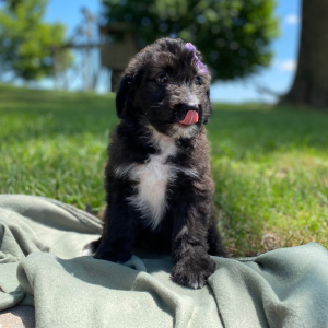 Aussiedoodle Puppy Cassie