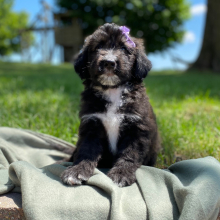 Aussiedoodle Puppy Cassie