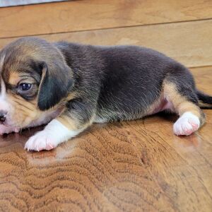 Beagle Puppy Roxy