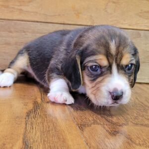 Beagle Puppy Roxy