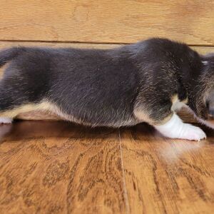 Beagle Puppy Roxy