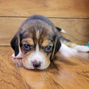 Beagle Puppy Roxy