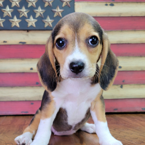 Beagle Puppy Roxy