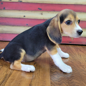Beagle Puppy Roxy