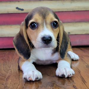 Beagle Puppy Roxy