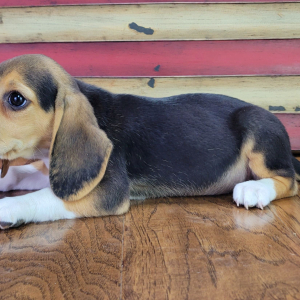 Beagle Puppy Roxy