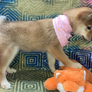 Shiba Inu Puppy Nikko