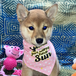 Shiba Inu Puppy Nikko