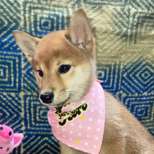 Shiba Inu Puppy Nikko