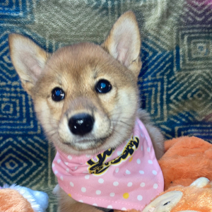 Shiba Inu Puppy Nikko