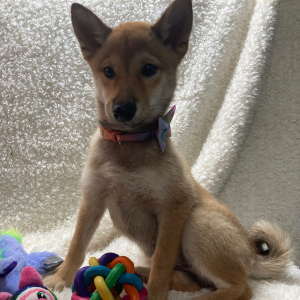 Shiba Inu Puppy Nikko
