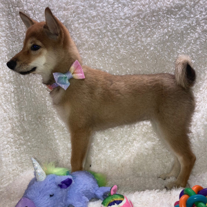 Shiba Inu Puppy Nikko