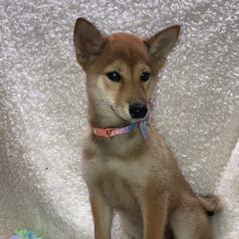Shiba Inu Puppy Nikko
