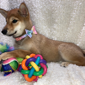 Shiba Inu Puppy Nikko